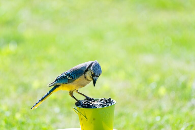 Guía para empezar a observar aves en el jardín